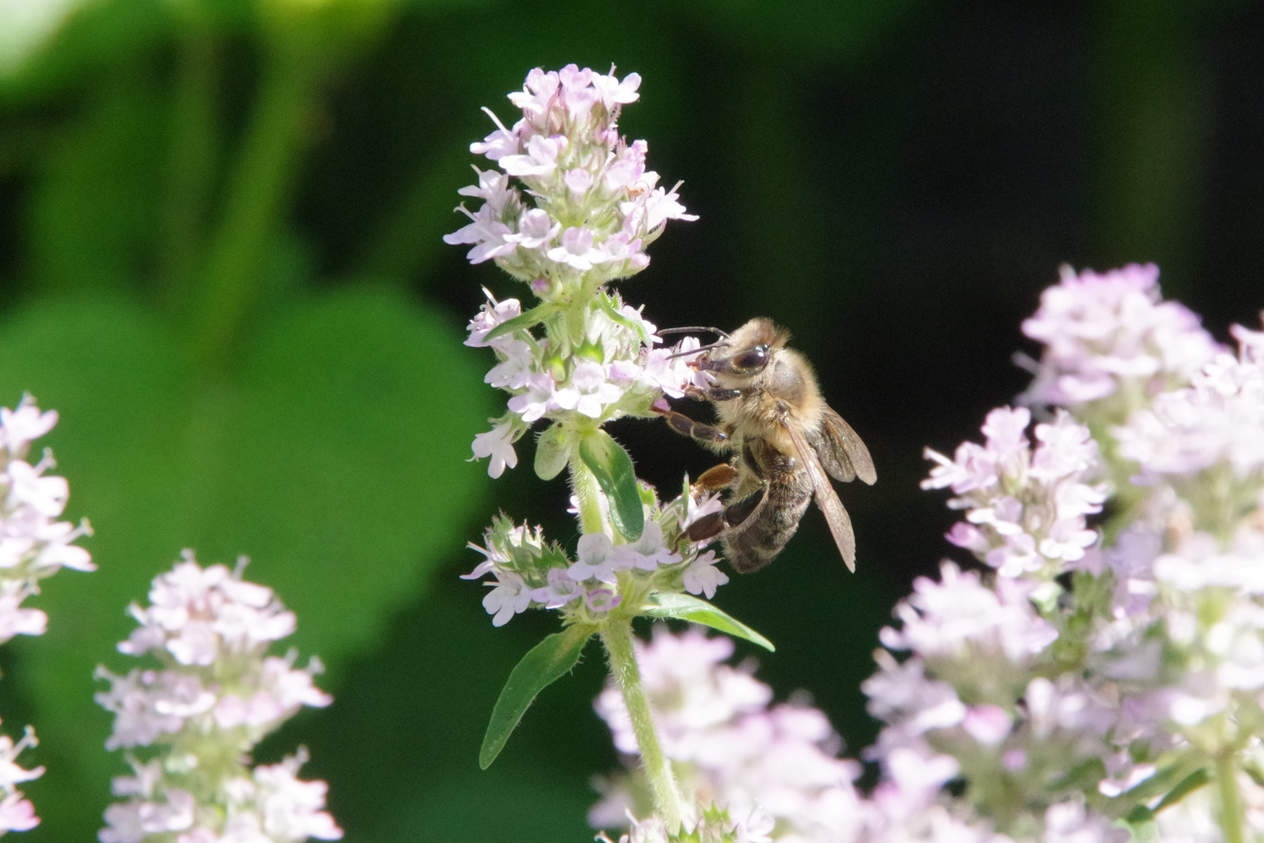 Včela sbírající nektar z květu