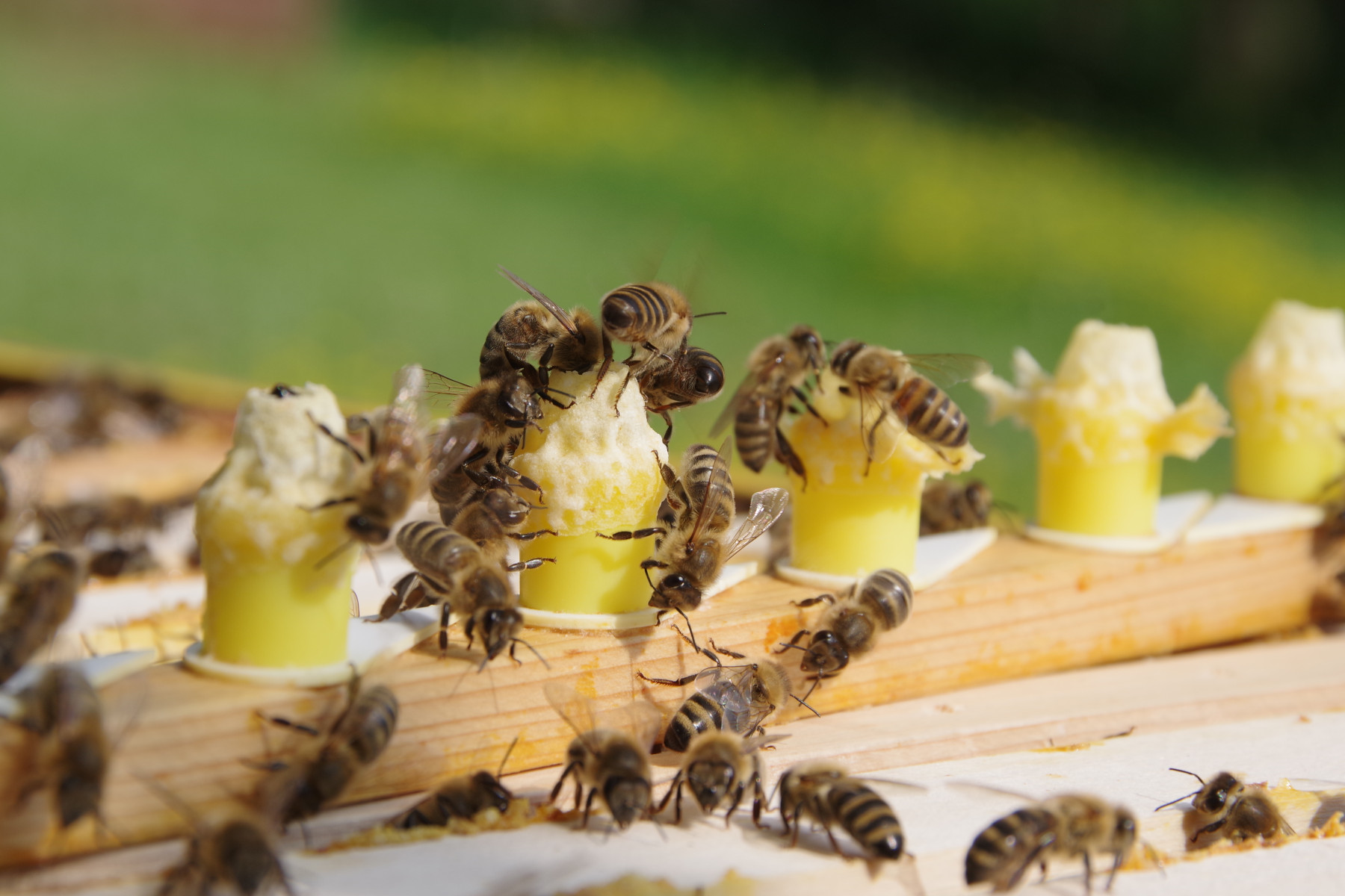 Včely na matečnících