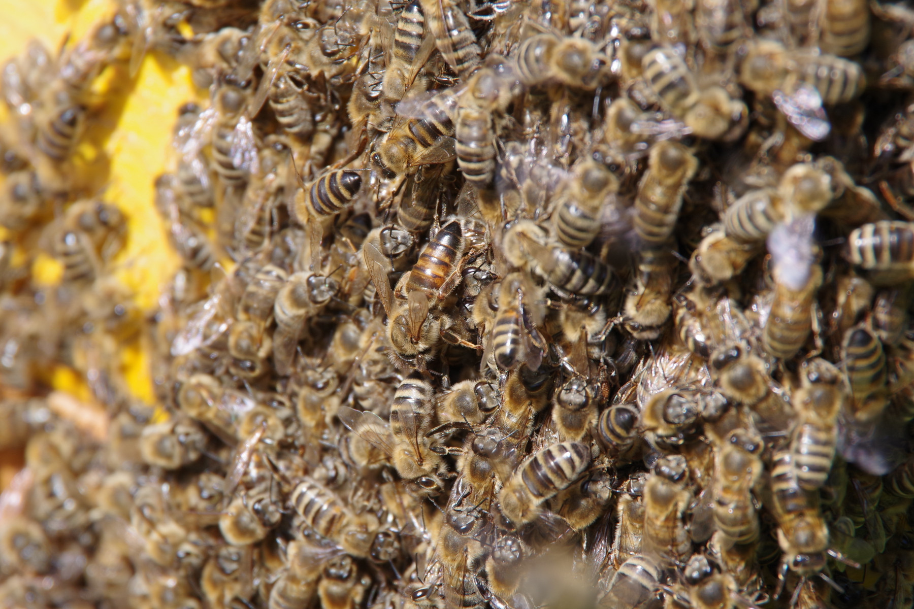 Včelí roj s královnou