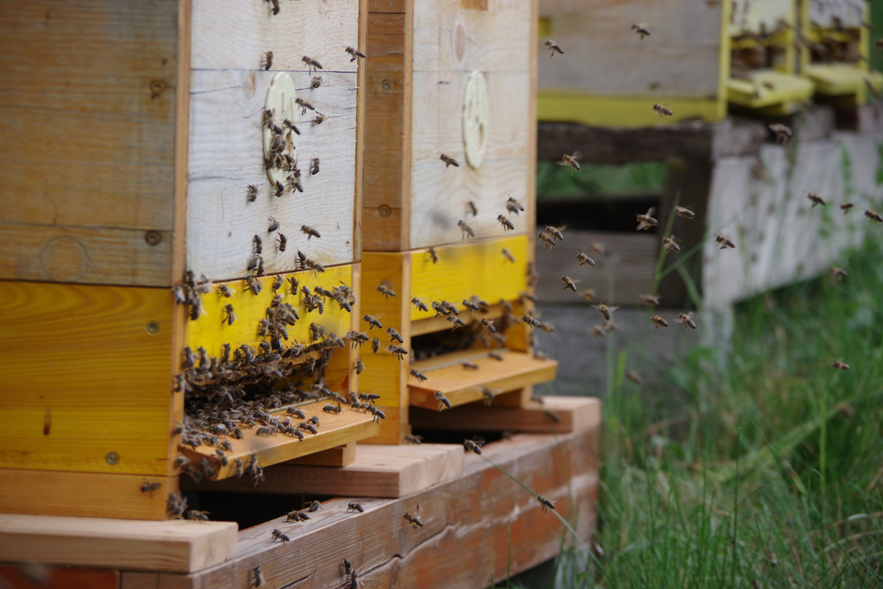 Dřevěné úly se včelami