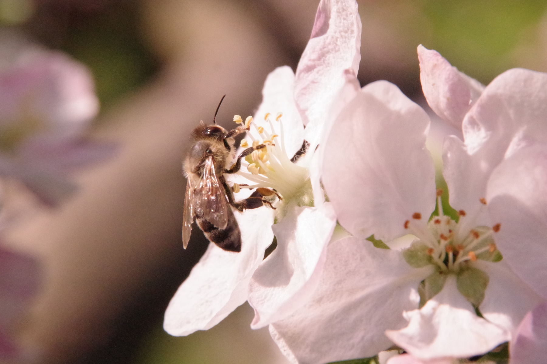 Včela na květu jabloně
