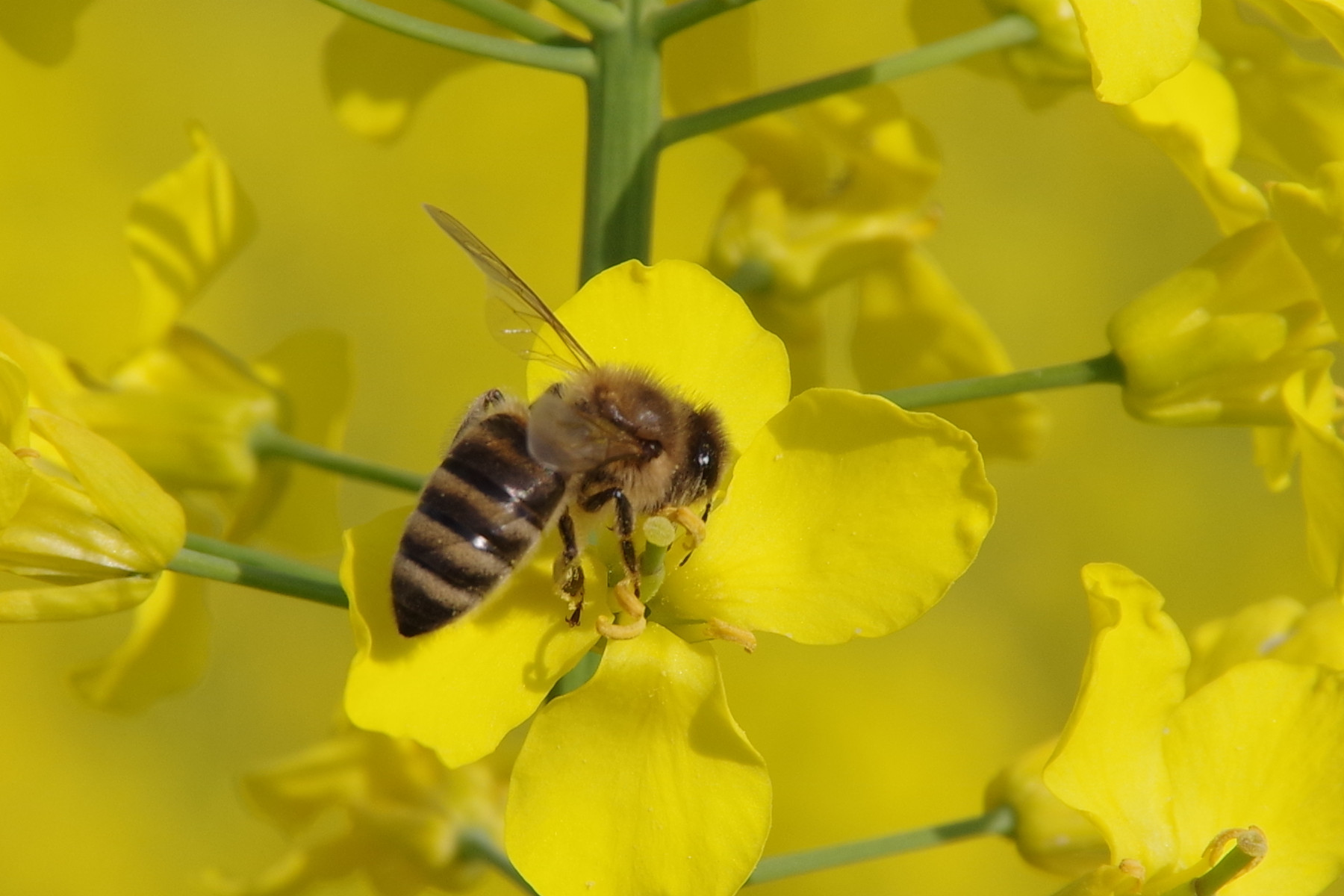 Včela na žlutém květu řepky
