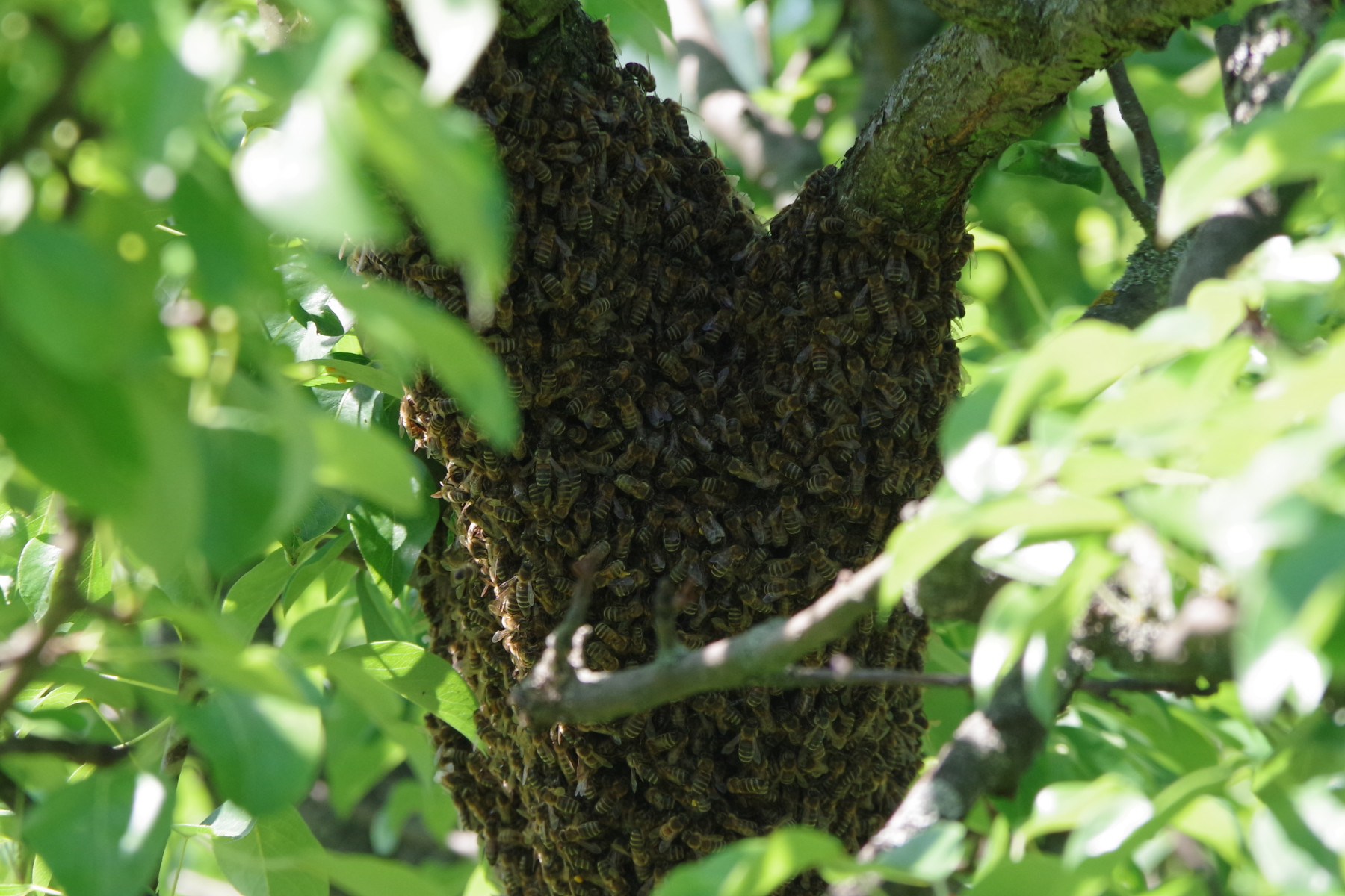 Včelí roj na větvi stromu